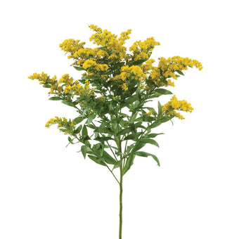 compare product Aster Golden Glory