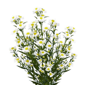 compare product Aster Symphony