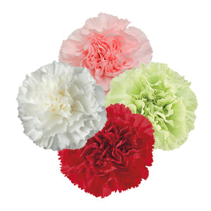 compare product Carnation Assorted Fancy