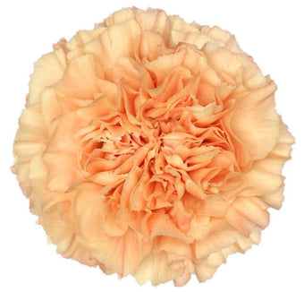 compare product Carnation Caroline Gold Select