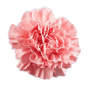 compare product Carnation Light Pink Select