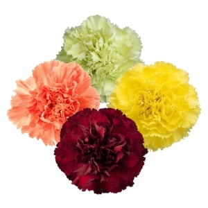 compare product Carnation Novelty Assorted Select