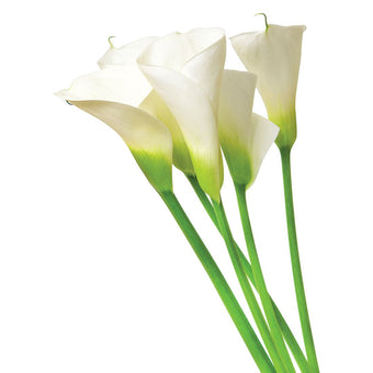 compare product Calla White Super Select