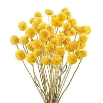 compare product Craspedia Natural Yellow 70cm