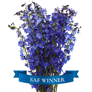 Delphinium Blue 60cm