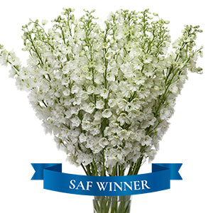 compare product Delphinium Hybrid Guardian White 5 Stem 90cm