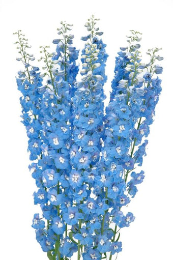 compare product Delphinium Hybrid Light Blue 5 Stem 90cm