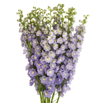 compare product Delphinium Hybrid Lavender 5 Stem 90cm