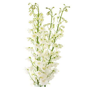 Delphinium Rio White 80cm