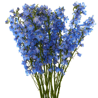 compare product Delphinium Sky Blue 90cm