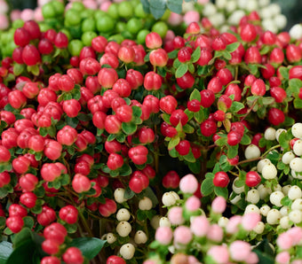 compare product Hypericum Green Power 70cm
