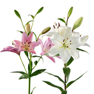 compare product Lily LA Hybrid Pink and White