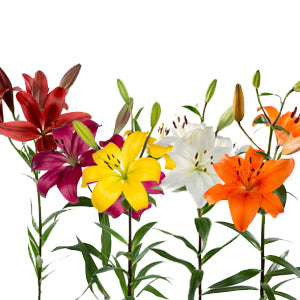 Lily LA Hybrid Assorted