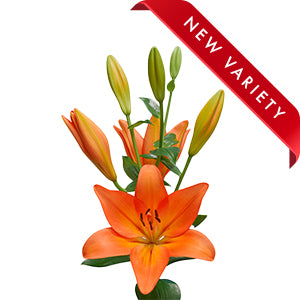 compare product Lily LA Hybrid Cesare