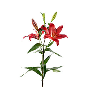 Lily LA Hybrid Dinamix