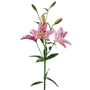 compare product Lily LA Hybrid Indian Summerset