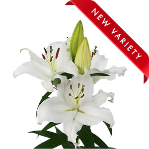 compare product Lily LA Hybrid Larino