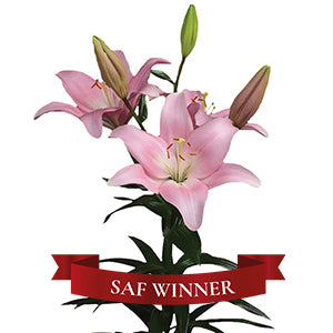 compare product Lily LA Hybrid Lexington