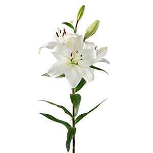 Lily LA Hybrid Litouwen