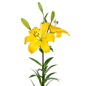 compare product Lily LA Hybrid Nashville
