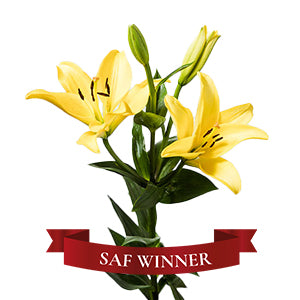 compare product Lily LA Hybrid Pavia