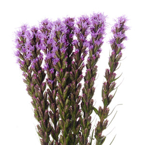 compare product Liatris Purple 80cm