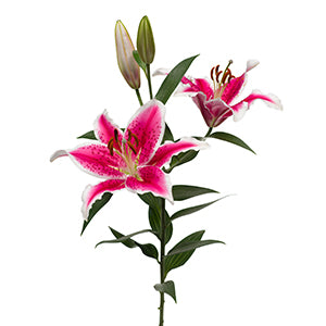 compare product Lily Oriental Star Fighter