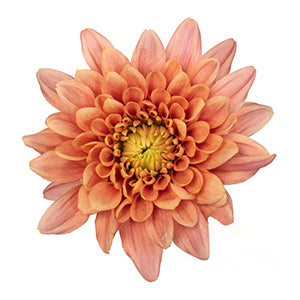 Pompon Cushion Veronica Salmon
