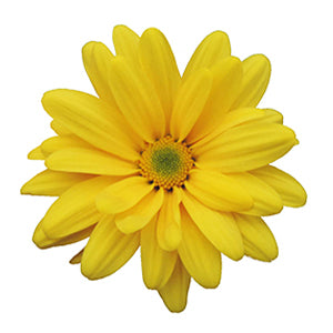 compare product Pompon Daisy Factor