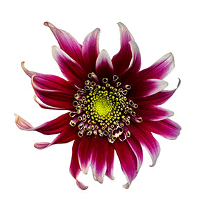 compare product Pompon Novelty Disco Club