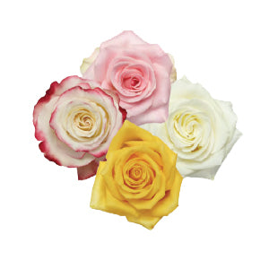 Rose Assorted 60cm