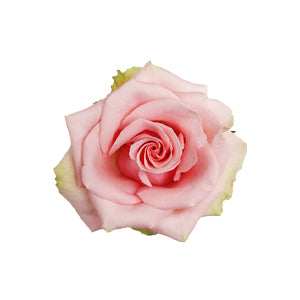 compare product Rose Absolut In Pink 60cm