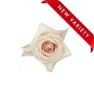 compare product Rose Aly 50cm