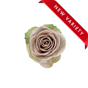 compare product Rose Amnesia 60cm