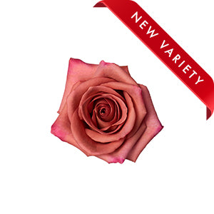 Rose Barista 50cm