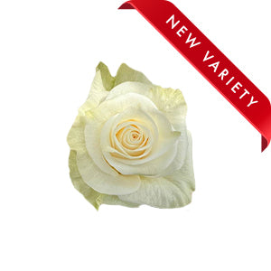 compare product Rose Belgravia 60cm