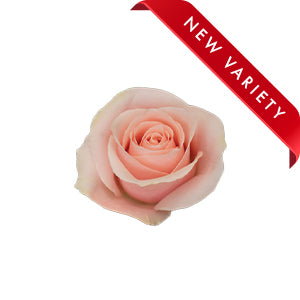 Rose Believe In Pink 50cm