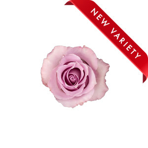 Rose Blue Dream 60cm