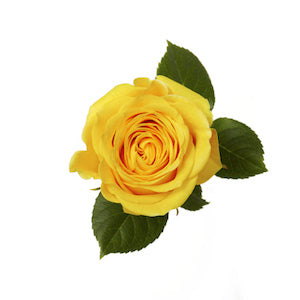 Rose Brighton 50cm