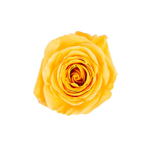 compare product Rose Bumblebee 60cm