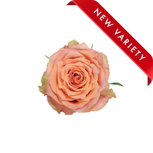 Rose Caramel Macchiato 50cm