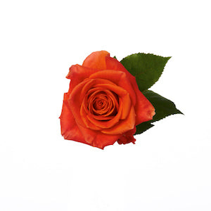 compare product Rose Cayenne 40cm