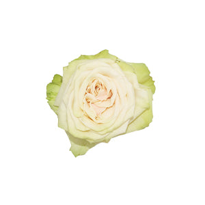 compare product Rose Cute Enigma 60cm