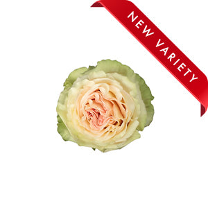 compare product Rose Dynamic 60cm