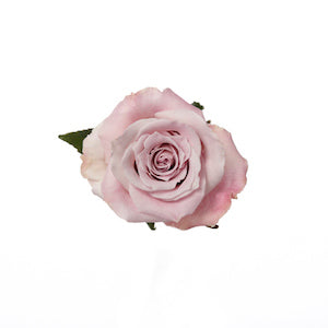 compare product Rose Faith 60cm