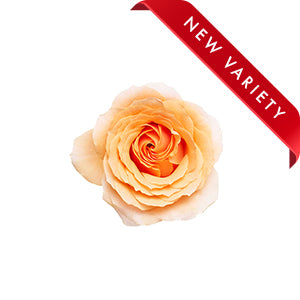 Rose Felicity 60cm