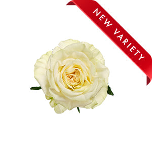 compare product Rose First Dance 60cm