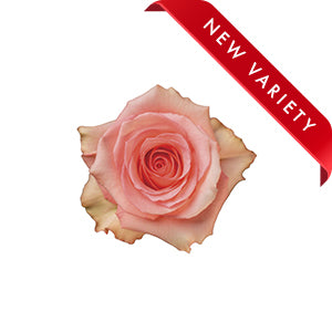compare product Rose Flirty 50cm