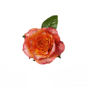 Rose Free Spirit 40cm