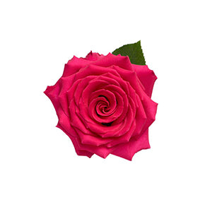 compare product Rose Full Monty 50cm